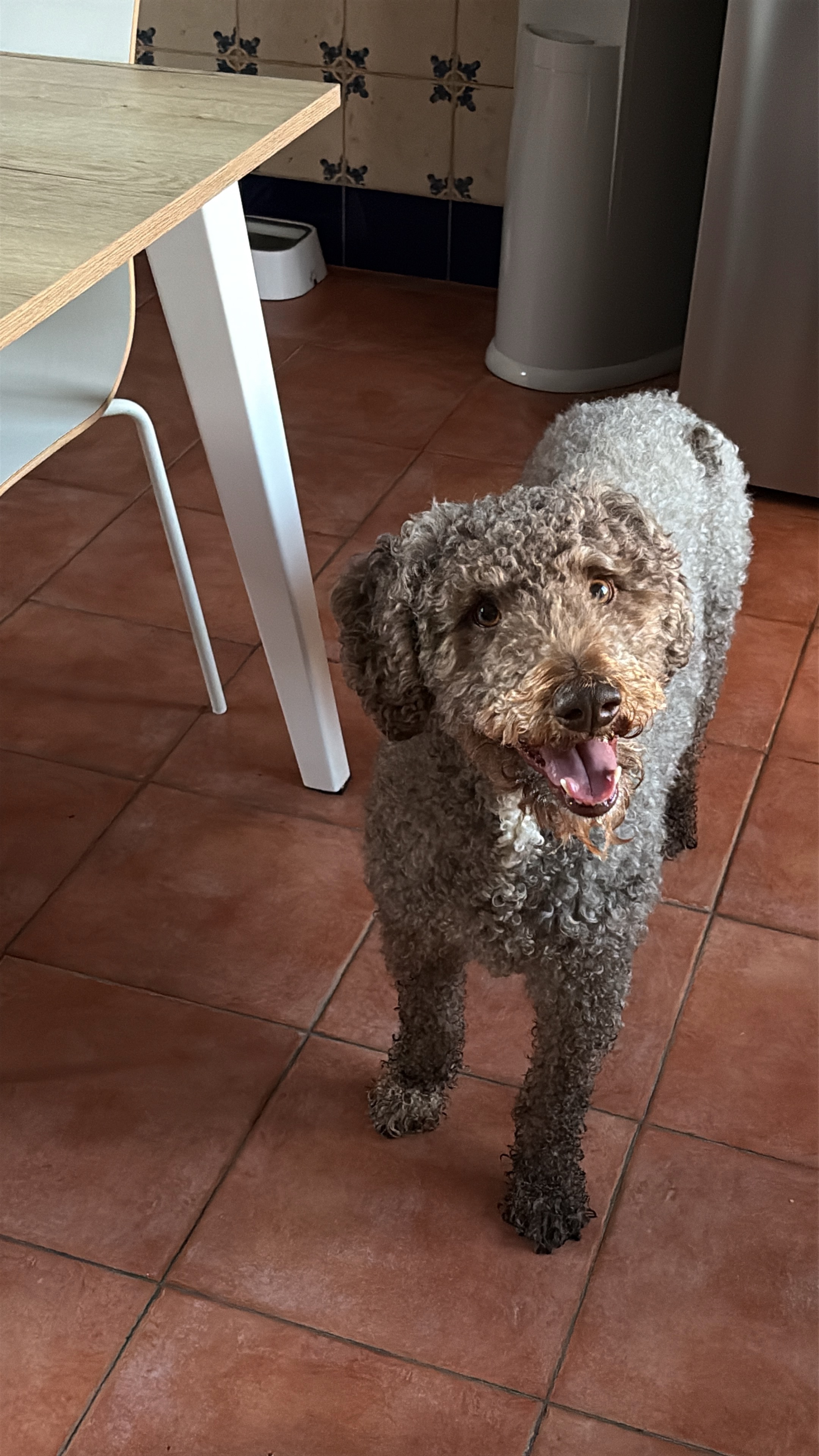 Patán, la mascota de Majosoft